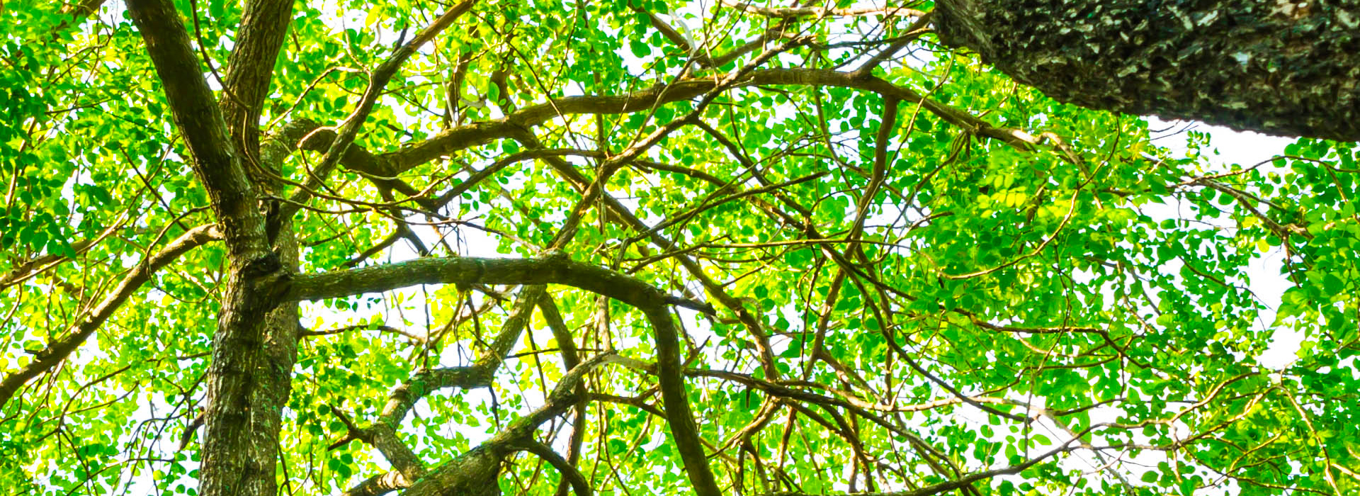 Arbres