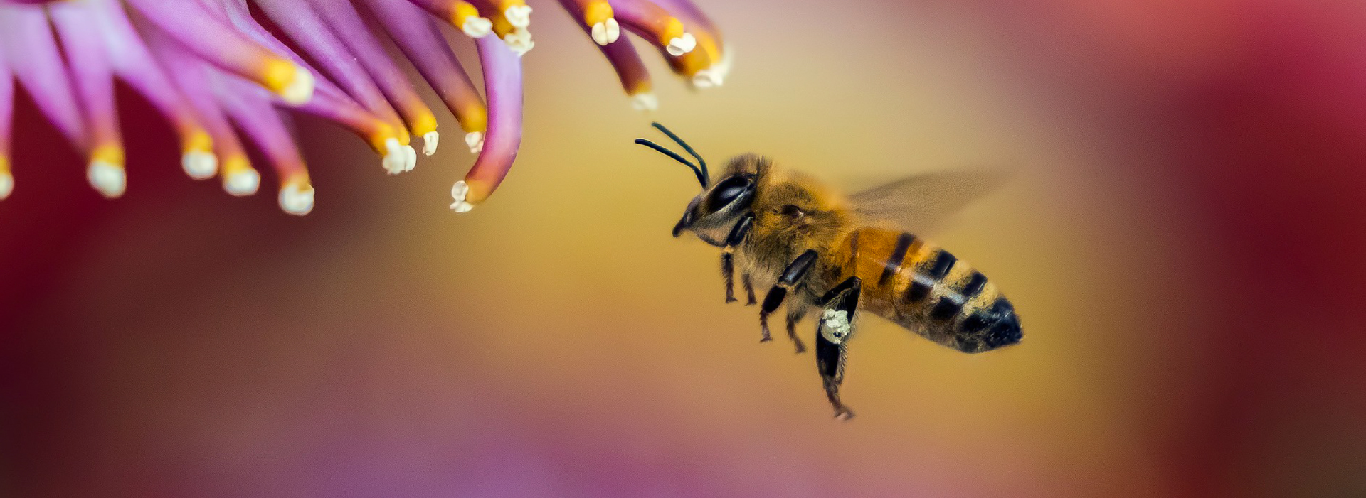 Abeilles