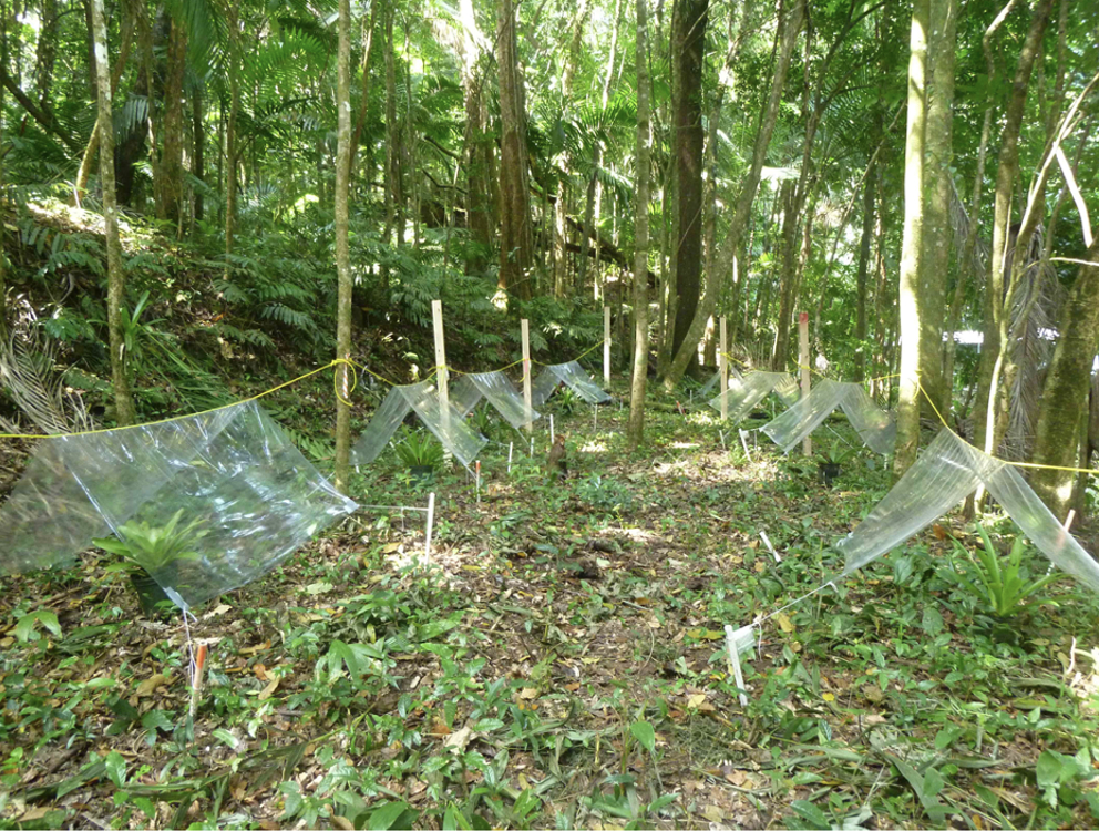 Forêt