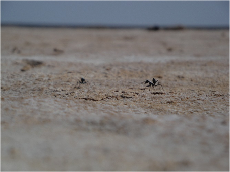 Cataglyphis fortis