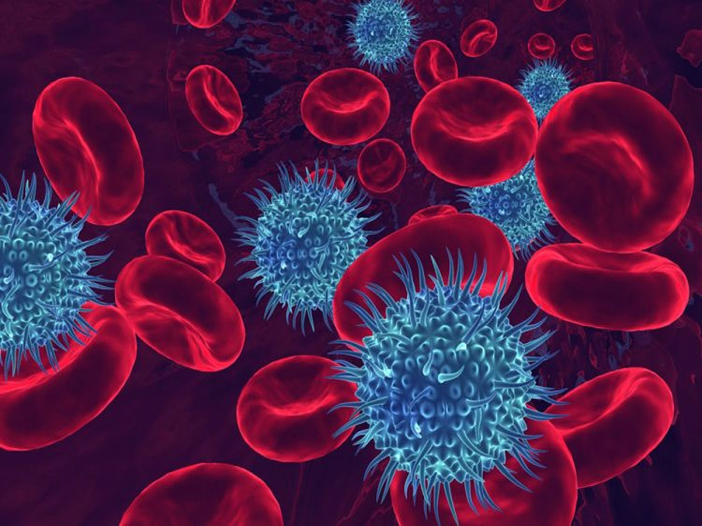  Des virus enveloppés au contact des globules rouges dans la circulation sanguine