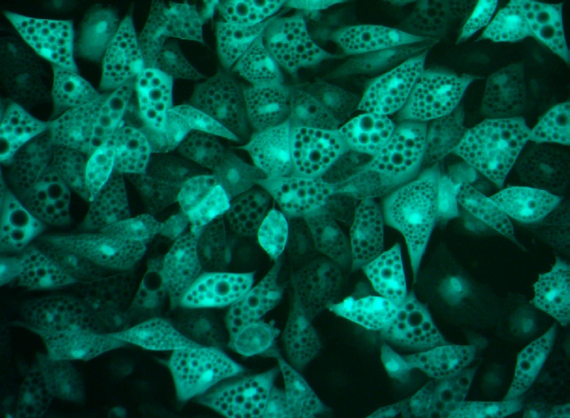 SPHERES adipocytes