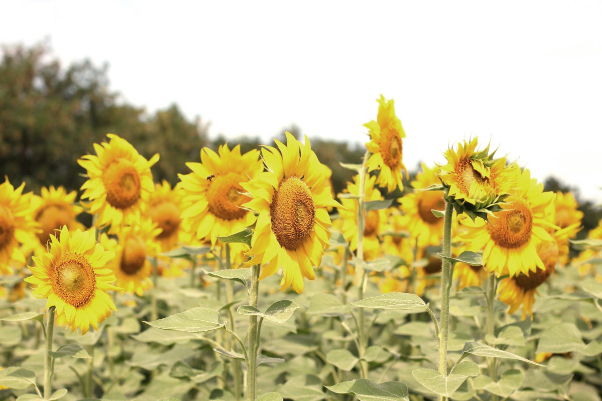 Tournesol savasco