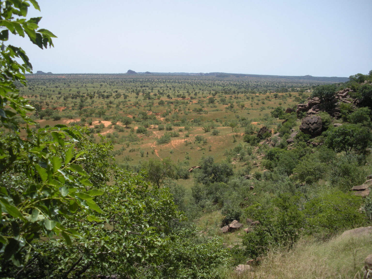 Peuplement d'arbres isolés dans le nord du Mali (Gourma)