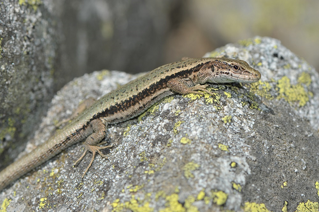 Lézard des Pyrénées