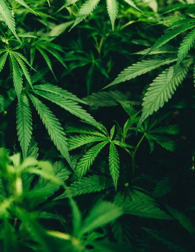 Culture de cannabis.