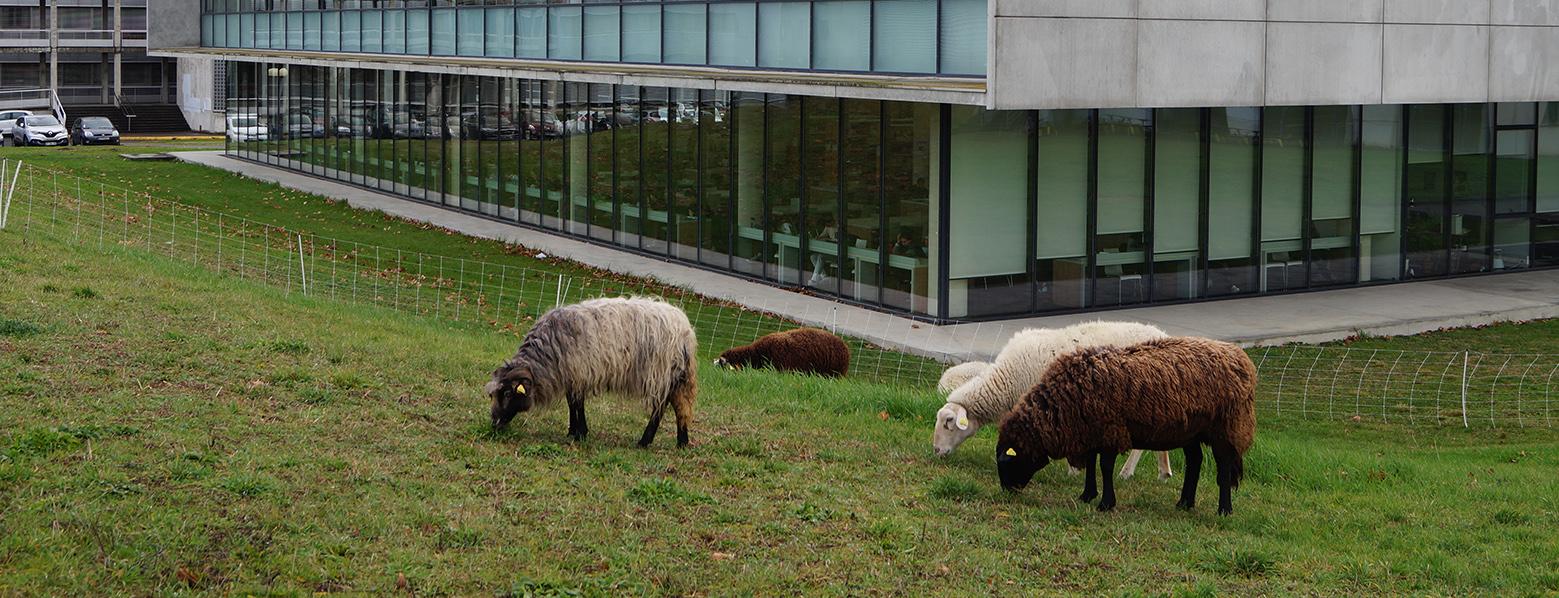 eco-paturage BU Sciences