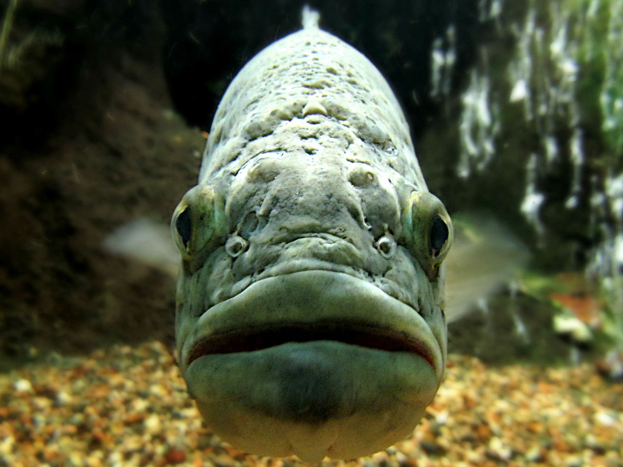 Le black bass