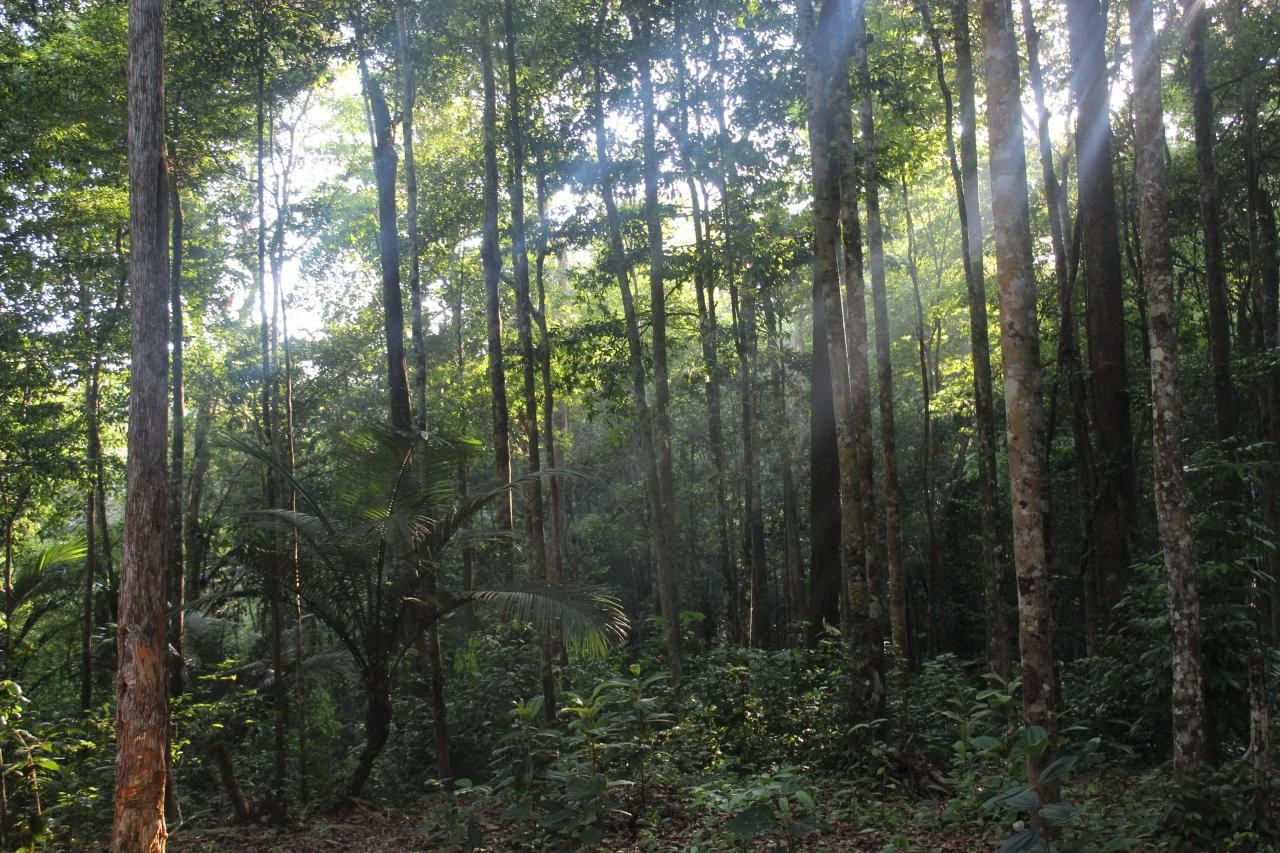 Crique cascade près de Saint-Jean (Saint-Laurent du Maroni, Guyane française).