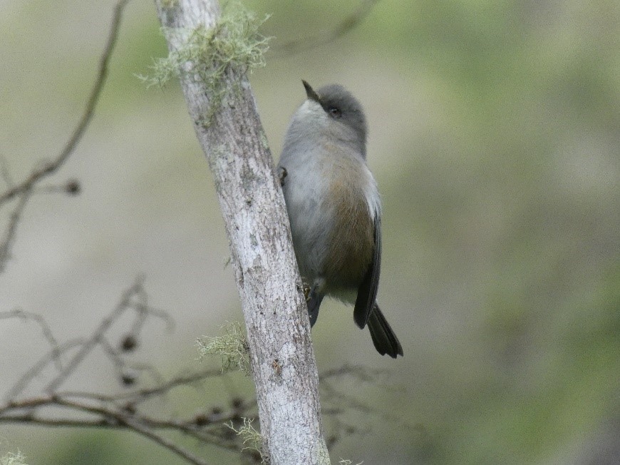 Un zostérops gris de La Réunion dans son habitat, cirque de Cilaos, île de La Réunion