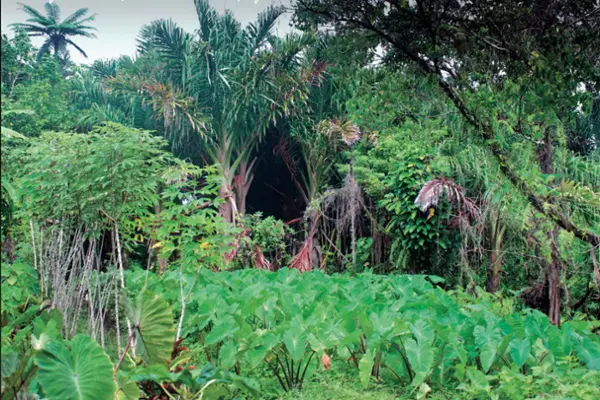 Agricultures familiales pays du Sud IRD