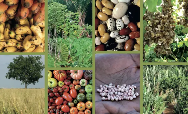 Des plantes et des hommes IRD
