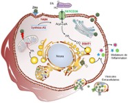 Résumé schématique de la reprogrammation métabolique du placenta humain induite par le virus Zika