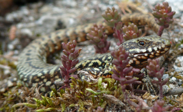 Lézard des murailles